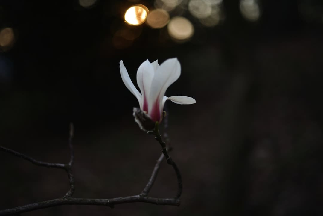 爱新觉罗·媚闪烁《亚洲新声》第二期 一首《Flowers》传递女人力气